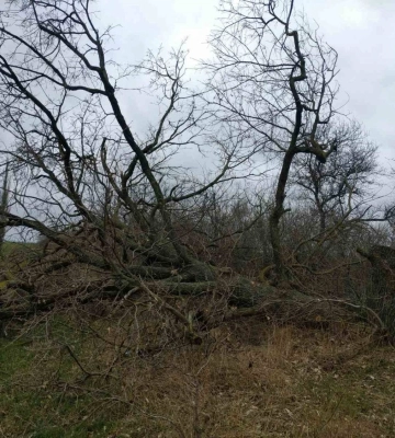 «Перетворюють громаду на пустелю», — на Миколаївщині попиляли багаторічні дуби