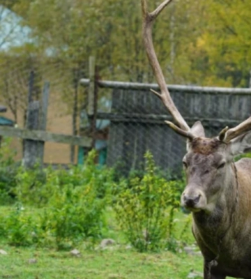 На Закарпатті лісівники приручили благородного «Макса» (ФОТО)