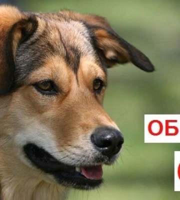 На Дубенщині зафіксовано випадок сказу