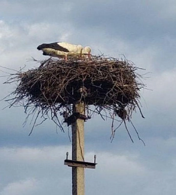 На Дніпропетровщині лелеки повертаються в гнізда