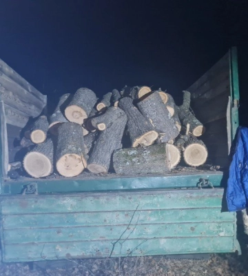 Один пиляв дерева, а другий стояв на сторожі: поліцейські на Одещині викрили чоловіків, - ФОТО