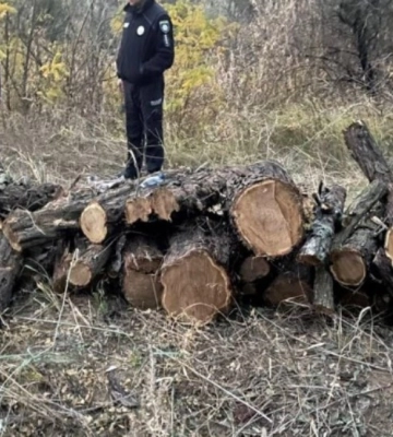 Мешканець Білгород-Дністровського району отримав жорстке покарання за незаконну вирубку диких маслин
