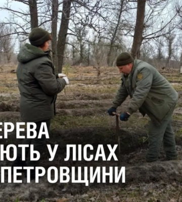 Нові дерева висаджують у лісах Дніпропетровщини
