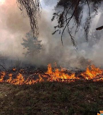 Сусіди України розуміють транскордонний вплив війни на екологію — заступниця генсека ООН 