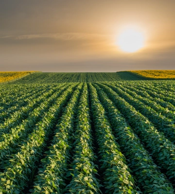 HarvEast засіє чверть полів нішевими культурами