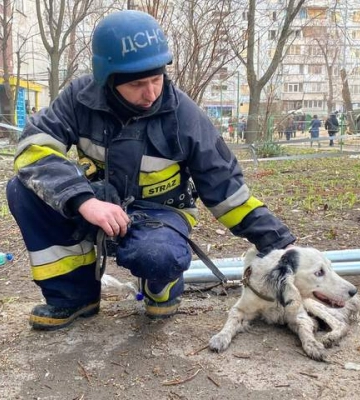 Ще один хвостатий: ДСНС продовжує порятунок тварин з-під завалів будинку в Запоріжжі