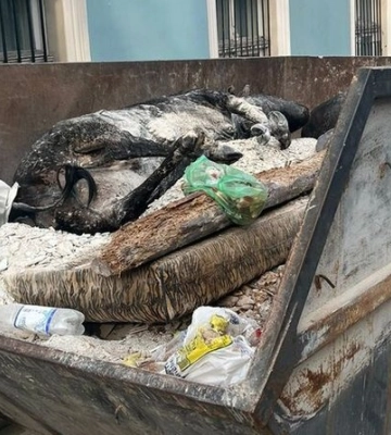 Труп корови, який бачили у смітнику поряд з музеєм в Одесі, виявився опудалом