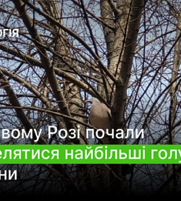 У Кривому Розі автівка влетіла у будинок