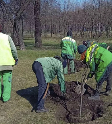 Фірма-фаворит сімейки відремонтує паркову алею в Кривому Розі на майже 14 млн грн
