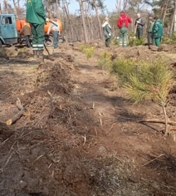 У Харкові висаджують 20 тисяч сосен у пошкодженому обстрілами бору