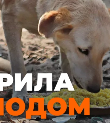 На Рівненщині поліцейські разом із волонтерами вилучили собаку через неналежний догляд