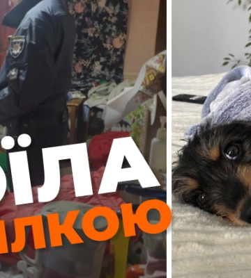 Поила водкой и била: в Киеве полиция спасла собаку от жестокой владелицы