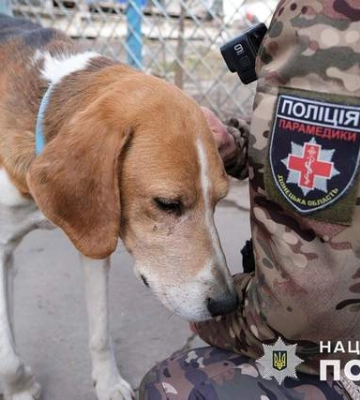 "Мають право на життя": поліцейські показали, як рятують собак на лінії фронту під Мар'їнкою