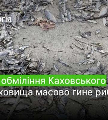 Через обміління Каховського водосховища масово гине риба 