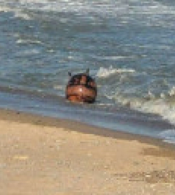 На Одещині до пляжу штормом винесло морську міну