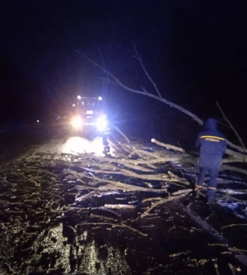У Луцькому районі сильний вітер повалив дерева