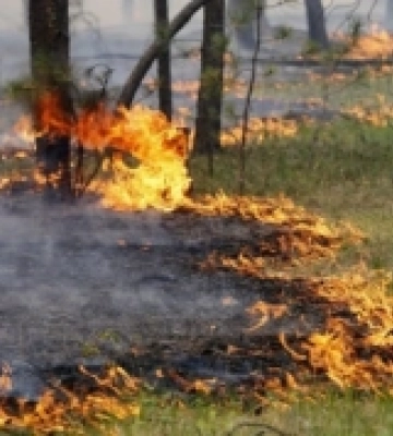 В лісах Закарпаття заборонили розводити багаття