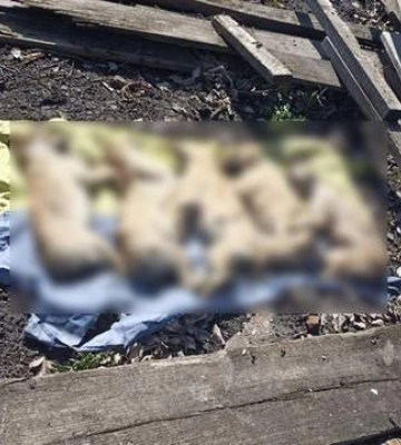 На Житомирщині в чоловіка на городі виявили 5 мертвих собак на прапорі України