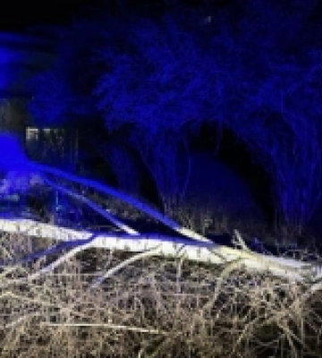 Повалені дерева та знеструмлені села: наслідки негоди на Ужгородщині. ФОТО