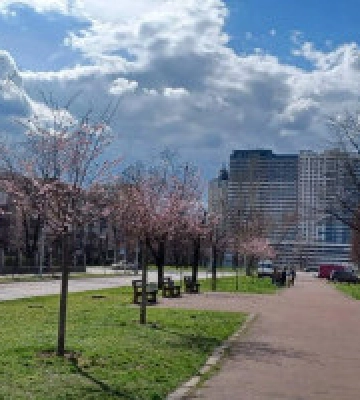 У столиці зацвіли сакури 