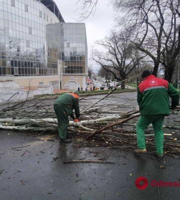 В Одессе шторм повалил уже 14 деревьев