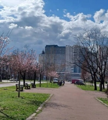 На Дарниці перед снігопадом зацвіли сакури