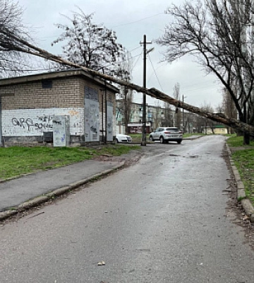 В Кривом Роге дерево упало на хозяйственное здание