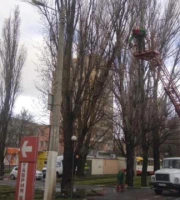В Одесі сильний вітер повалив та пошкодив понад 100 дерев
