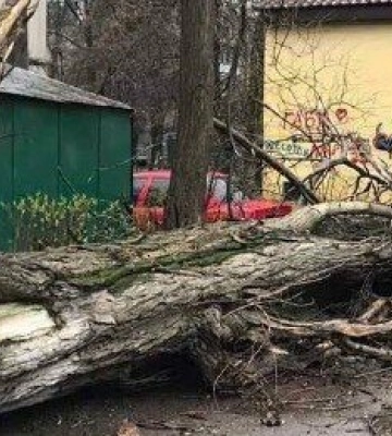 В Одесі сильний вітер повалив та пошкодив понад 100 дерев