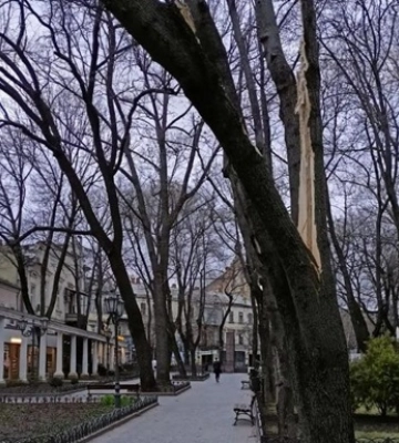 В Одесі вітер &quot;наламав дров&quot;: пошкоджено та повалено понад 100 дерев