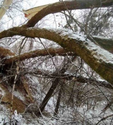 Київські комунальники виявили понад 60 повалених внаслідок негоди дерев 
