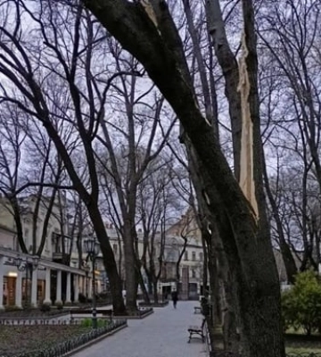 Серйозні травми: в Одесі негода повалила дерево просто на людей