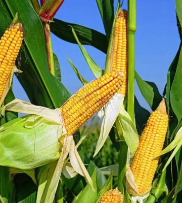 HarvEast скорочує вирощування кукурудзи у київському кластері втричі