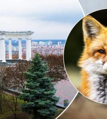 В Полтаве обнаружили бешенство: ряд улиц – в карантинной зоне