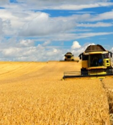 На Житомирщині під урожай 2023 року озимі культури на зерно посіяні на площі понад 160 тис. га
