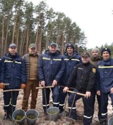 На Полтавщині висадили понад три тисячі саджанців сосни
