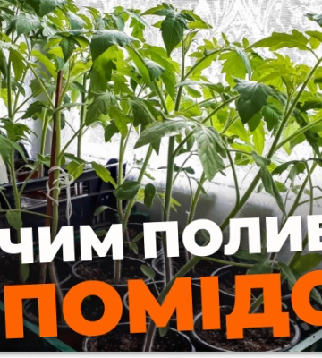 Як поливати розсаду помідор після сходів: поради для городників