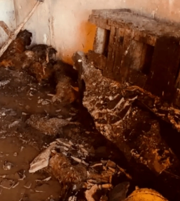 У Нікопольському районі спалахнув сарай з домашніми тваринами: загинули качки та курки