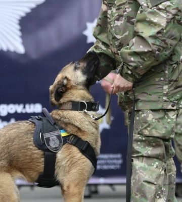 Розмінування і пошук зброї: поліція Київщини отримала ще 11 службових собак