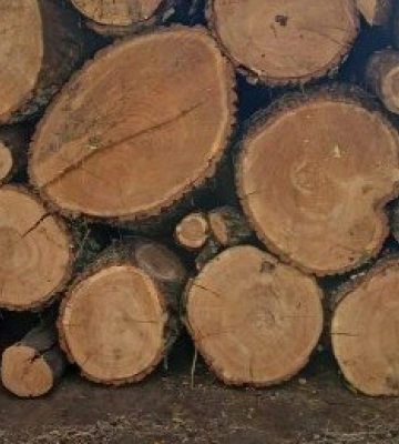 На Одещині за незаконну вирубку дерев засудили чотирьох чоловіків, - ФОТО