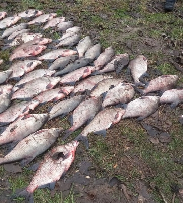 На Полтавщині виявили двох браконьєрів, які на Сулі незаконно виловили близько 100 кілограмів риби