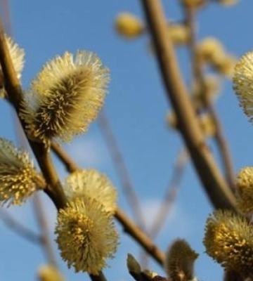 В Україні завтра без істотних опадів, удень до 5° тепла
