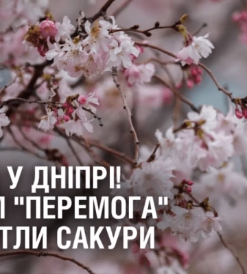 ЯПОНІЯ У ДНІПРІ. На ж/м “Перемога” розквітли сакури