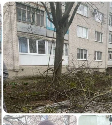 У Луцьку чоловіки самовільно зрізали дерева біля житлового будинку