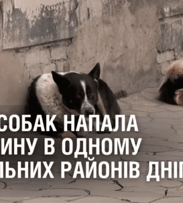Зграя собак напала на дитину в одному зі спальних районів Дніпра