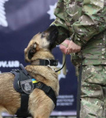 У Кінологічному центрі поліції Київщини поповнення: прибули 11 шукачів вибухівки 