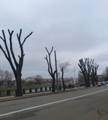 Варварство и издевательство — профессор биофака об обрезке деревьев в Харькове