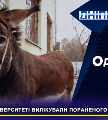 У Дніпрі ветлікарі врятували віслюка від ампутації (Відео)