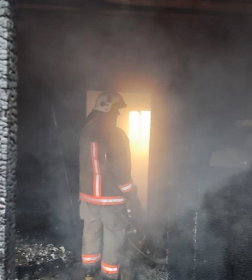 У Луцьку чоловіки самовільно зрізали дерева біля житлового будинку