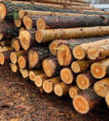 На Київщині нелегально вирубали лісу на 4 млн гривень (фото, відео)